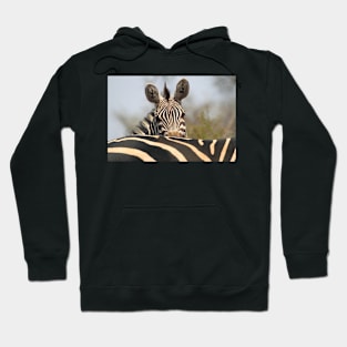 Plains Zebra Portrait, Akagera National Park, Rwanda, by Carole-Anne Fooks Hoodie